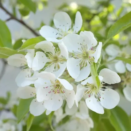 Dreimaederlhaus - Vegetarische Boutique Гостевой дом 4*