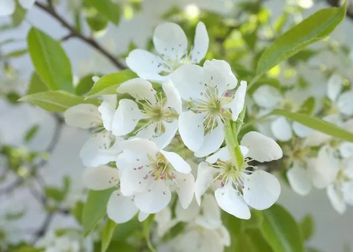 Dreimaederlhaus - Vegetarische Boutique Gasthuis 4*